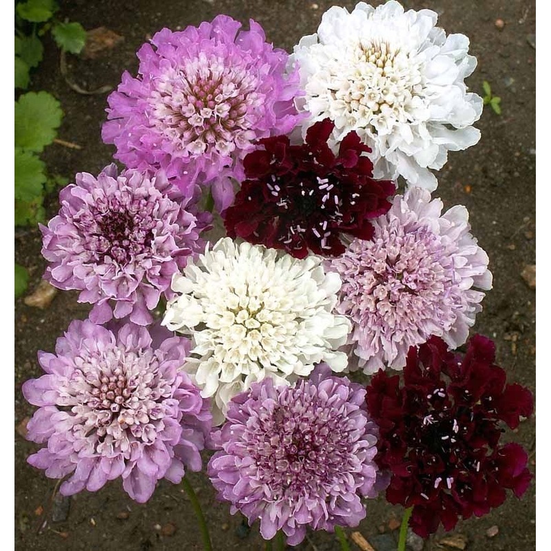 Imperial Mix Pincushion