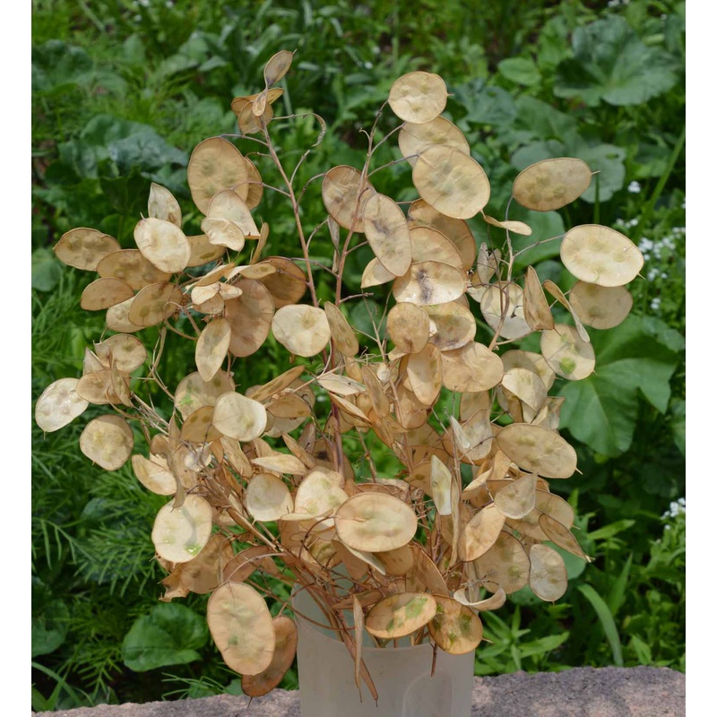 Lunaria (Money Plant)