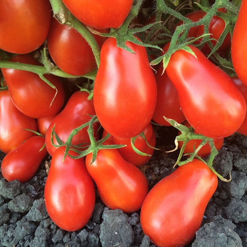 Martino’s Roma Tomato