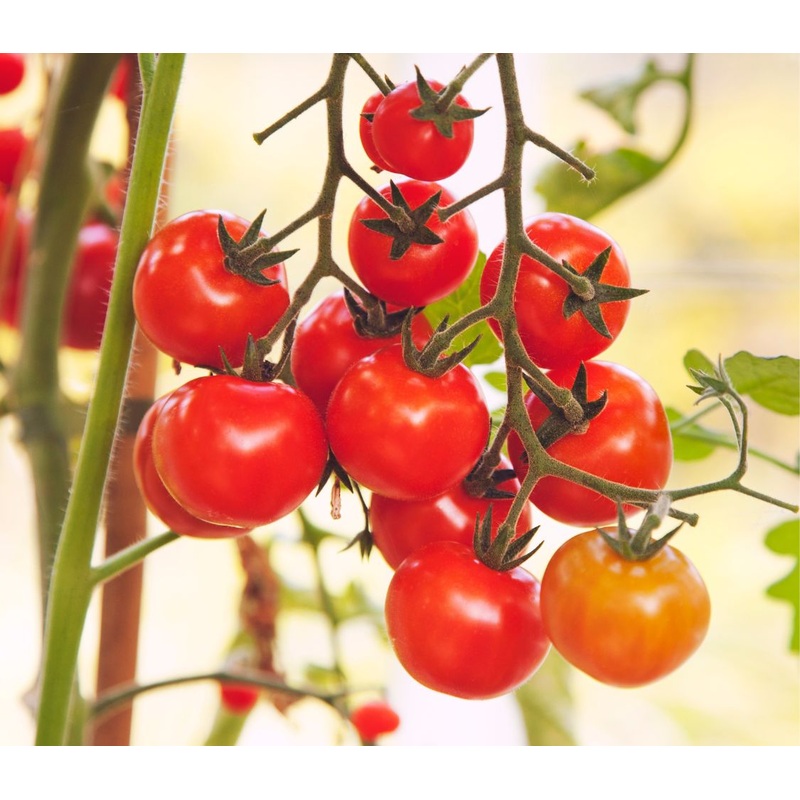 Peace Vine Cherry Tomato