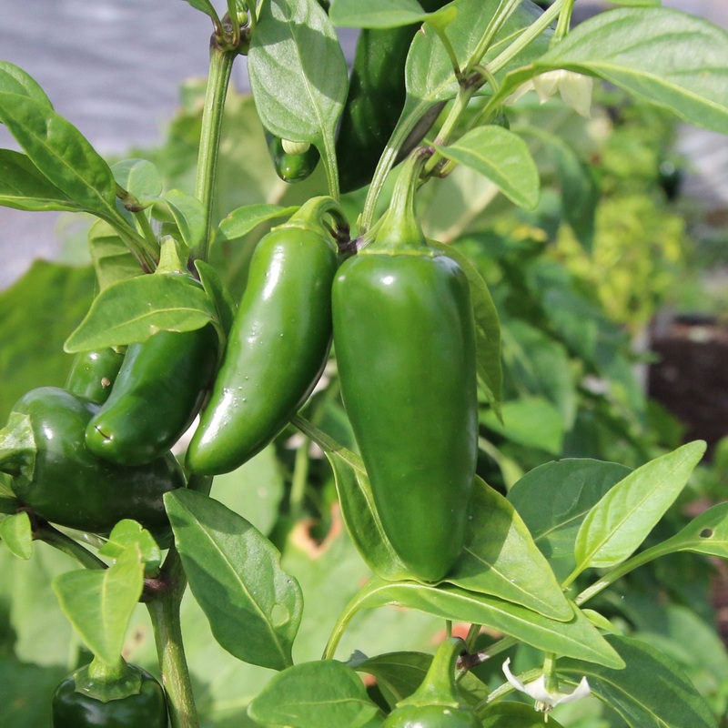 Tam Mild Jalapeo