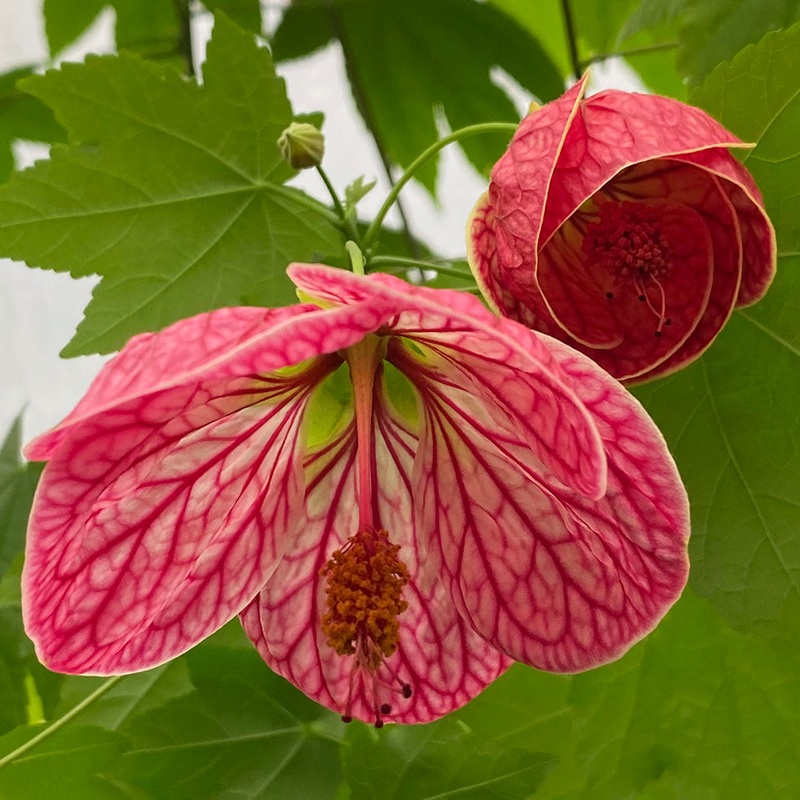 Abutilon Cherry Blossom’ (Abutilon hybrid)