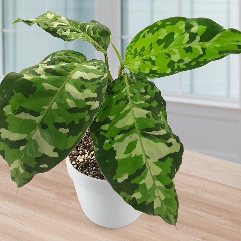 Aglaonema Tricolor (Aglaonema pictum tricolor)
