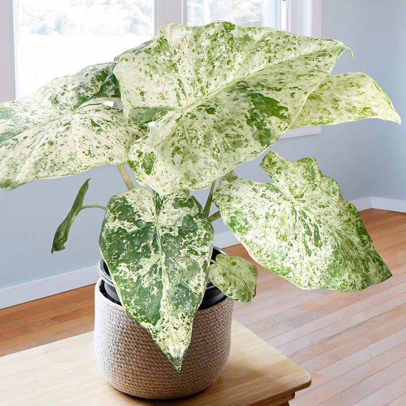Alocasia Blizzard (Alocasia hybrid)