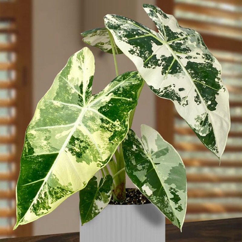 Alocasia Variegated Frydek (Alocasia micholitziana variegata Frydek)