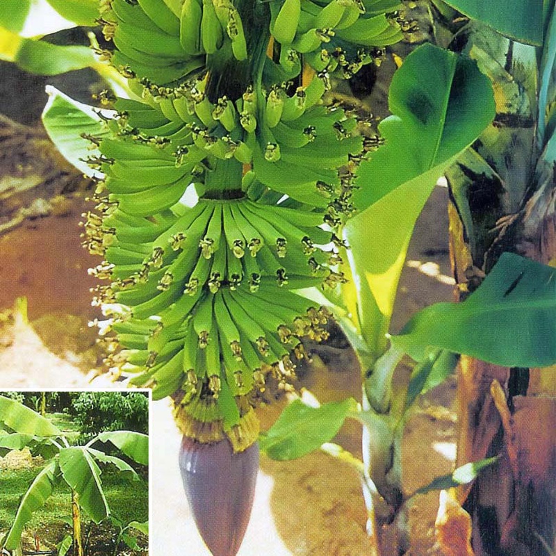 Banana Plant Dwarf Cavendish (Musa acuminata)