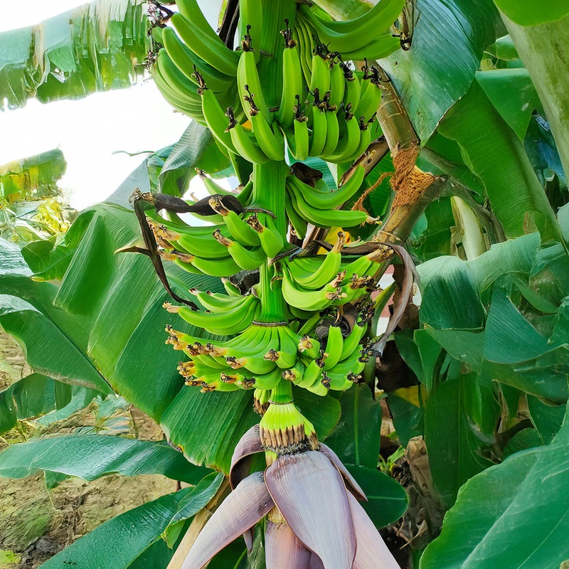 Banana Plant Kokopo (Musa acuminata)