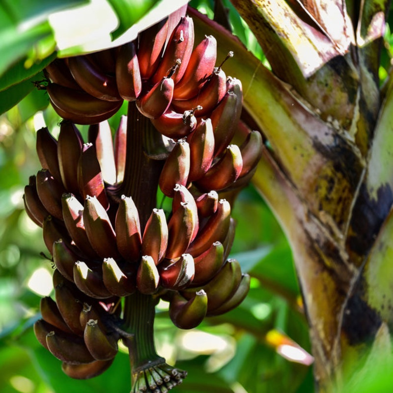 Banana Plant Red Dacca (Musa acuminata)