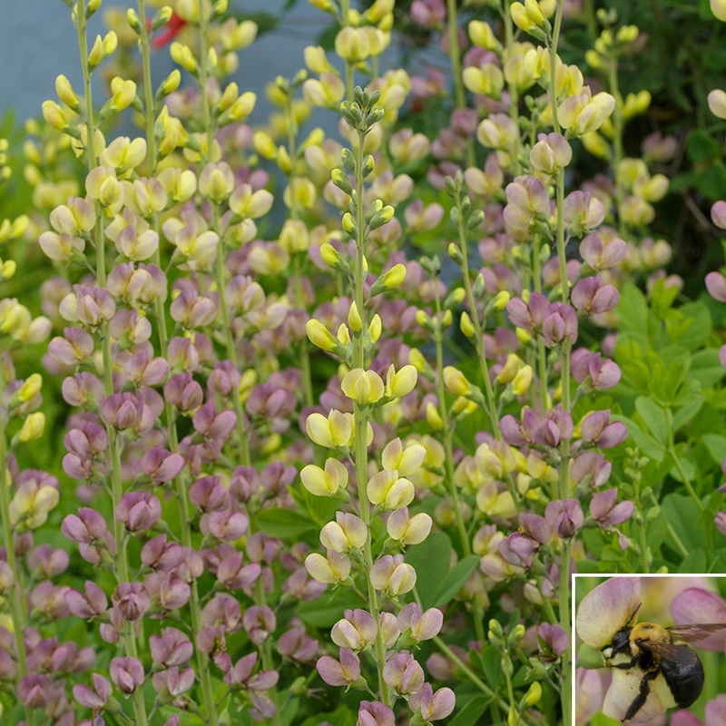 Baptisia Aurora PP (Baptisia hybrid)
