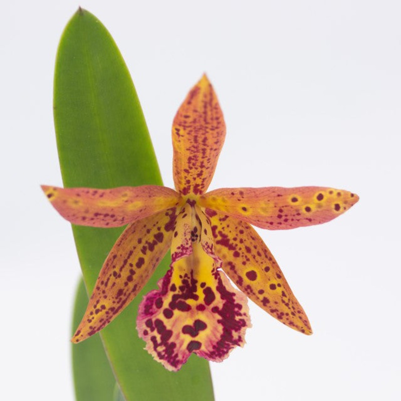 Bc. Orchid Rustic Spots H&R AM/AOS (Brassavola x Cattleya)