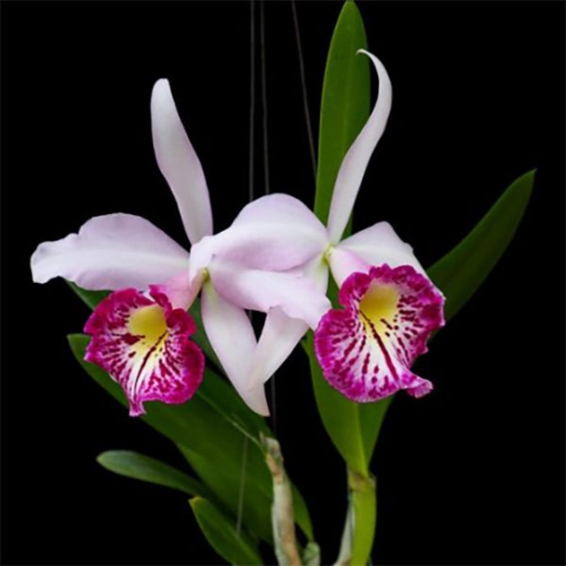 Bc. Orchid Taiwan Big Lip Ta-Hsin (Brassavola x Cattleya)