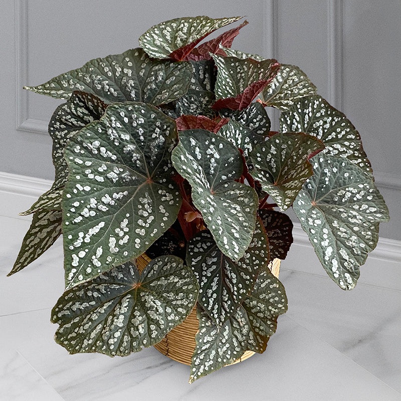 Begonia Betsy (Begonia rex hybrid)
