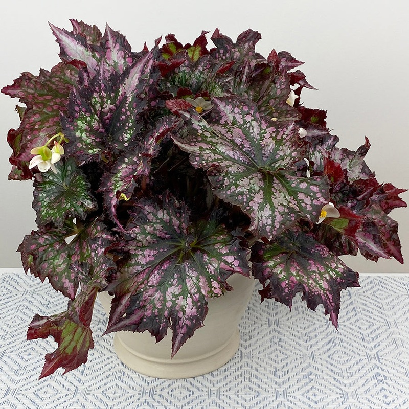 Begonia Cranberry Cocktail (Begonia rex hybrid)