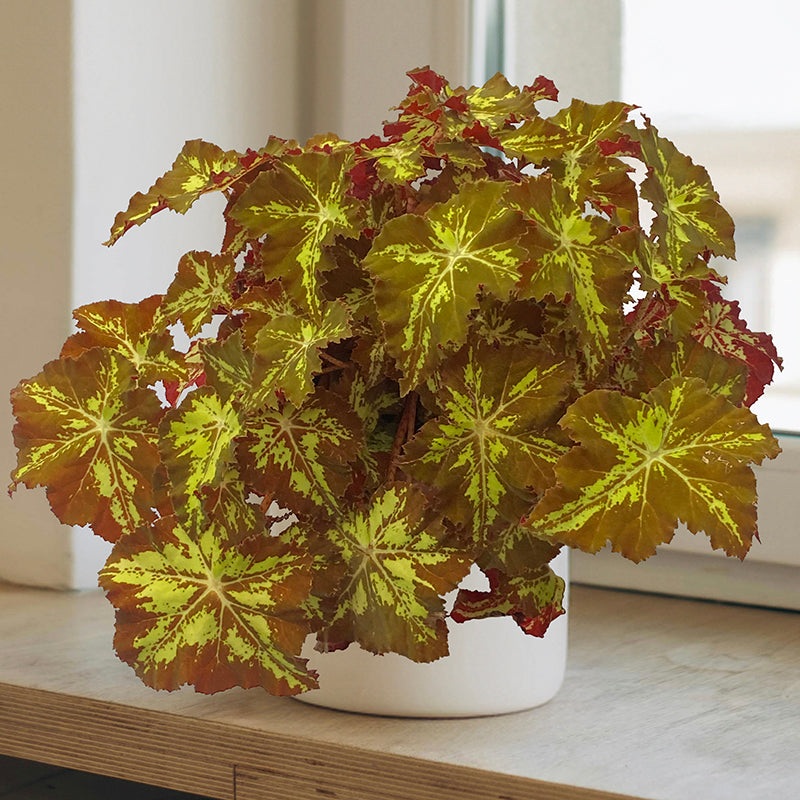 Begonia Golden Hour (Begonia rhizomatous hybrid)