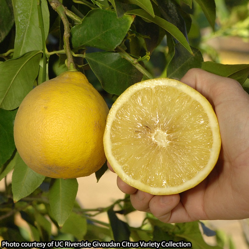 Bergamot Citrus (Citrus bergamia)
