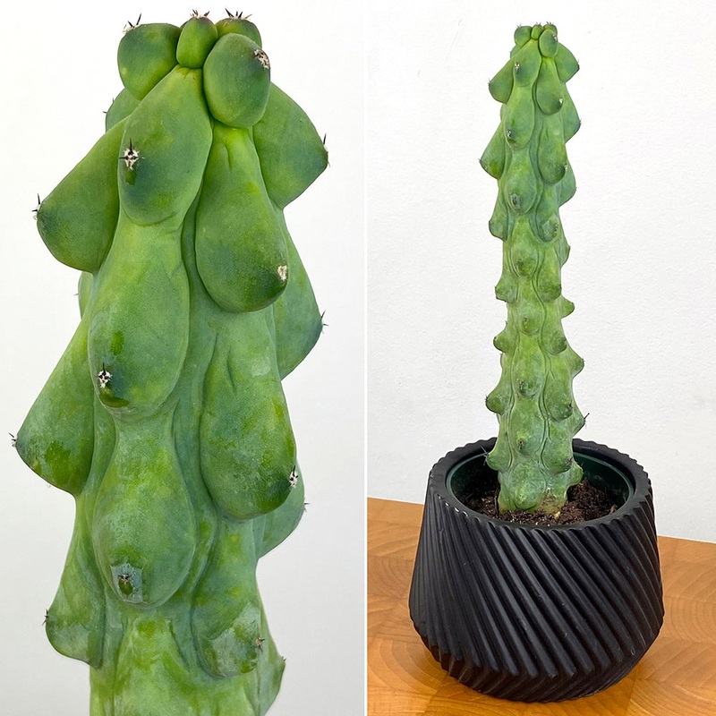 Boobie Cactus (Myrtillocactus geometrizans Fukurokuryuzinboku)