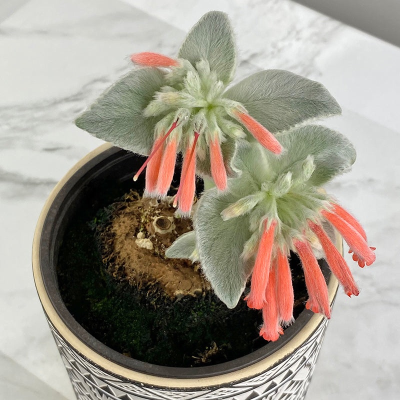 Brazilian Edelweiss (Sinningia leucotricha)