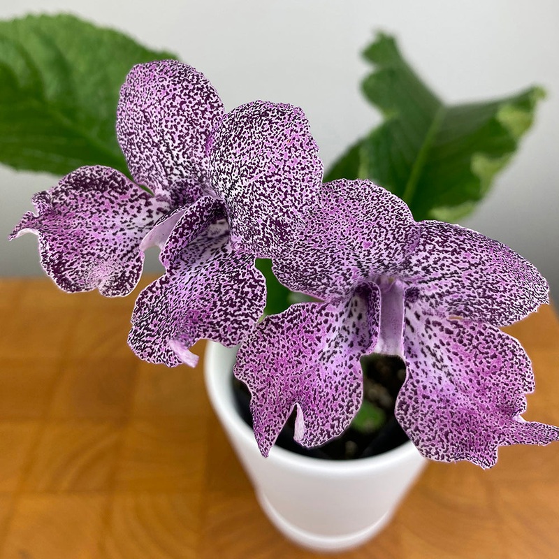Cape Primrose Hototogisu (Streptocarpus hybrid)