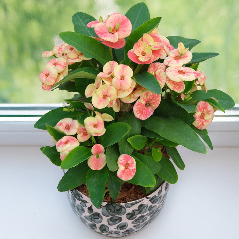 Crown of Thorns Cheetah (Euphorbia milii hybrid)