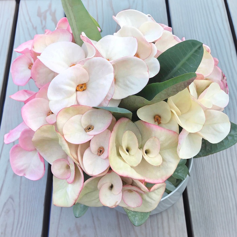 Crown of Thorns Mother of Pearl (Euphorbia milii hybrid)