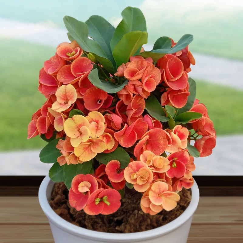 Crown of Thorns Sunset Splendor (Euphorbia milii hybrid)