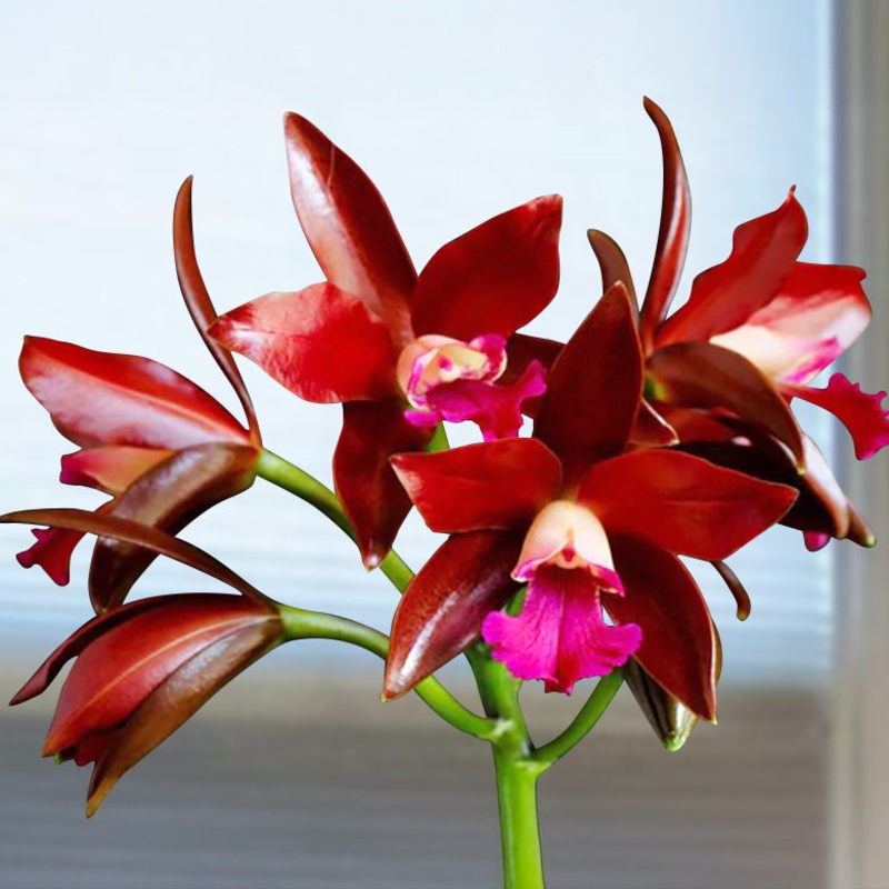Ctt. Orchid Sagarik Wax African Beauty AM/AOS (Cattlianthe hybrid)