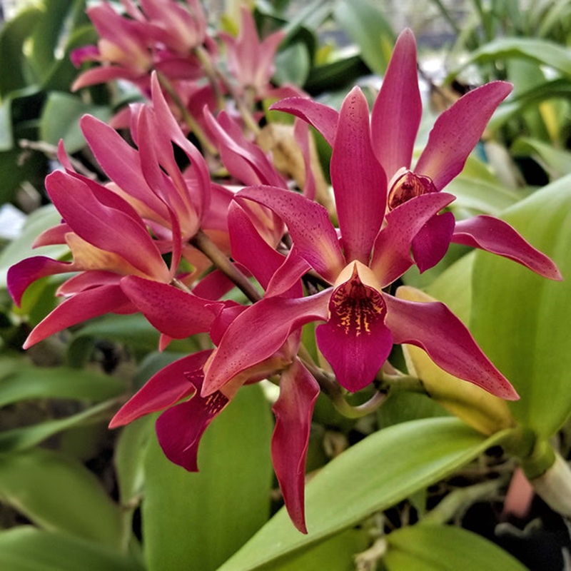 Ctt. Orchid SunCoast Sienna Stars (Callianthe hybrid)