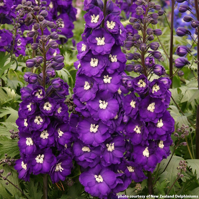 Delphinium Purple Passion (Delphinium elatum hybrid)
