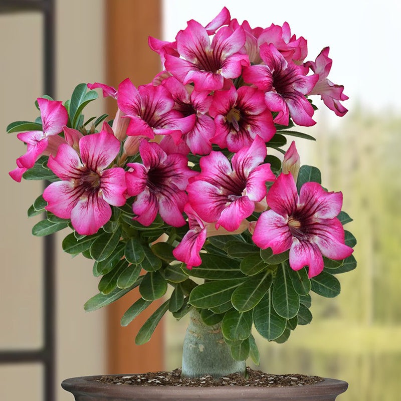 Desert Rose Cherry Blossom (Adenium hybrid)