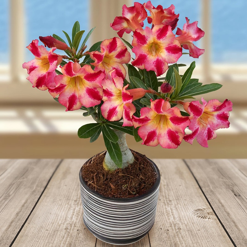 Desert Rose Fireworks (Adenium hybrid)
