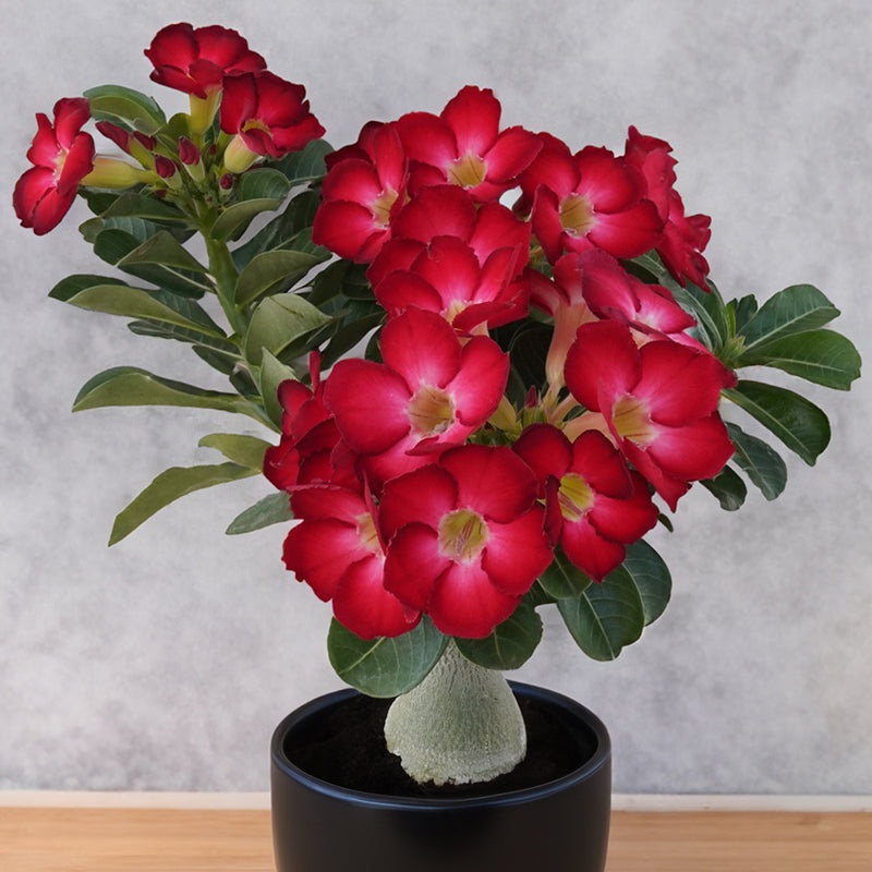 Desert Rose Floribunda Dark Red (Adenium hybrid)
