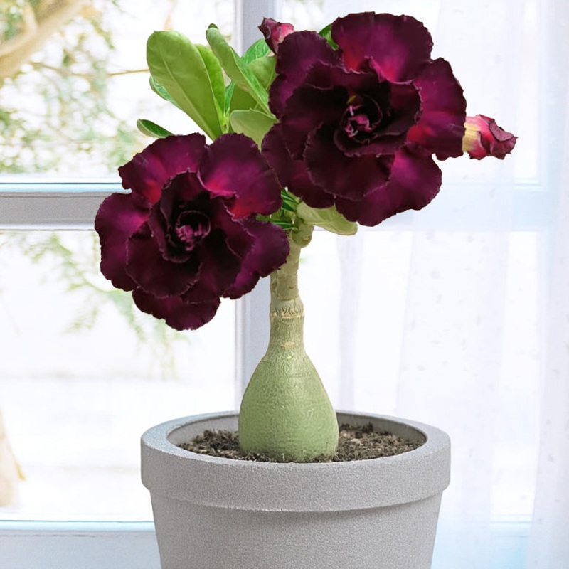 Desert Rose Merlot (Adenium hybrid)