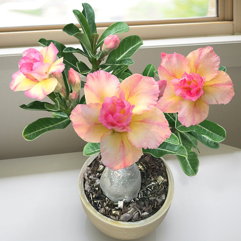 Desert Rose Peach (Adenium hybrid)