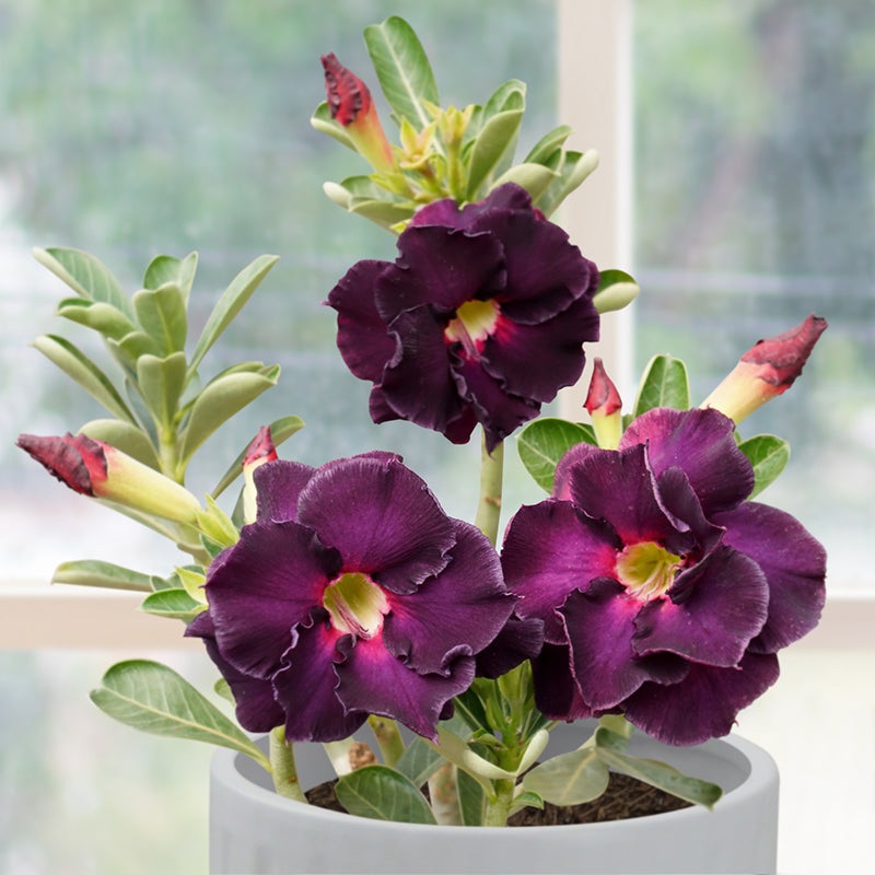Desert Rose Purple Power (Adenium hybrid)