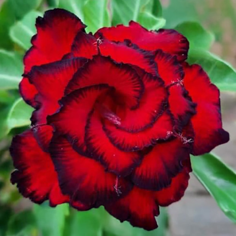 Desert Rose Red Dragon (Adenium hybrid)