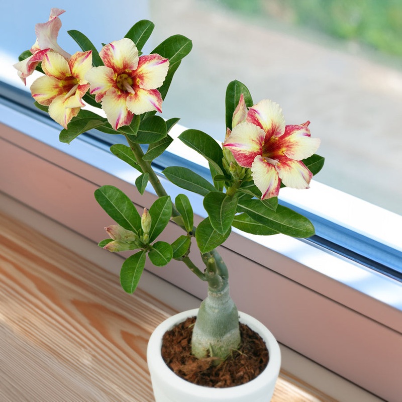 Desert Rose Sunrise Glow (Adenium hybrid)