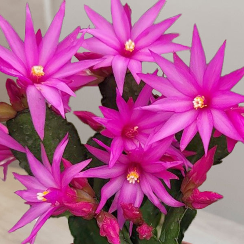 Easter Cactus Purple Fire (Rhipsalidopsis gaertneri)