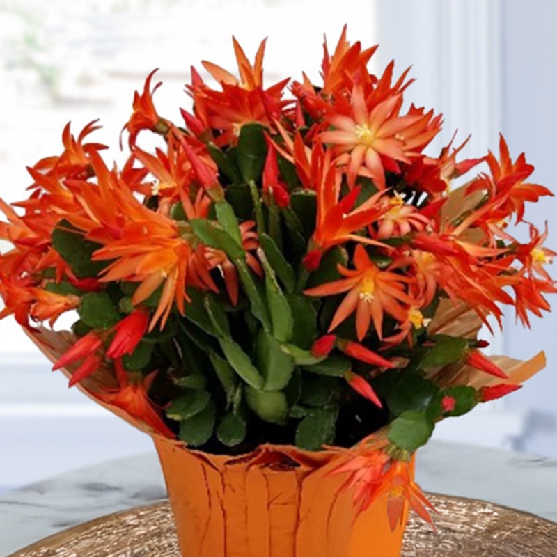 Easter Cactus Sunlet (Rhipsalidopsis gaertneri)