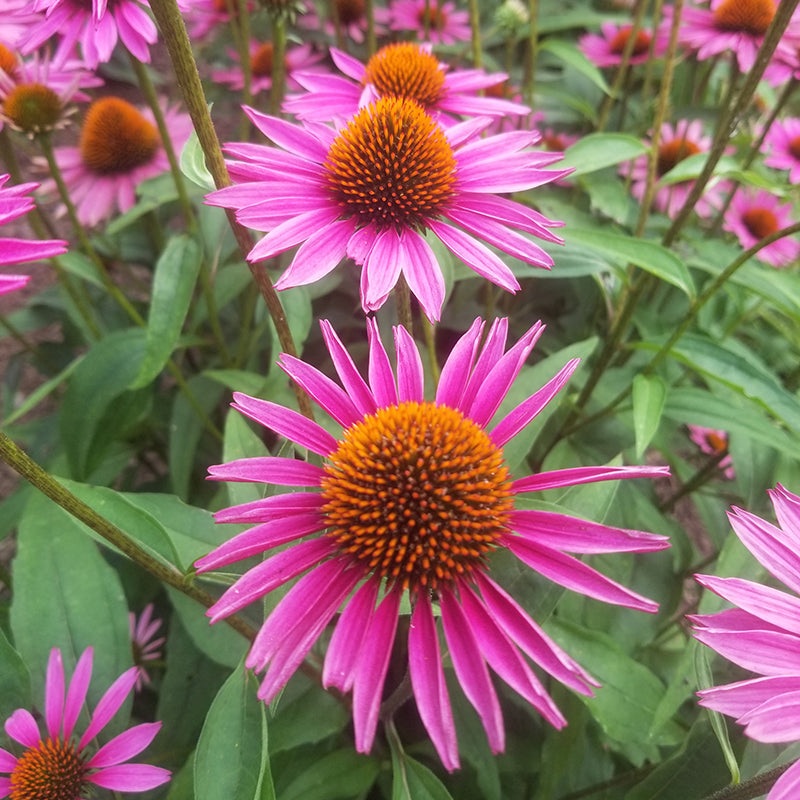 Echinacea Pica Bella (Echinacea purpurea)