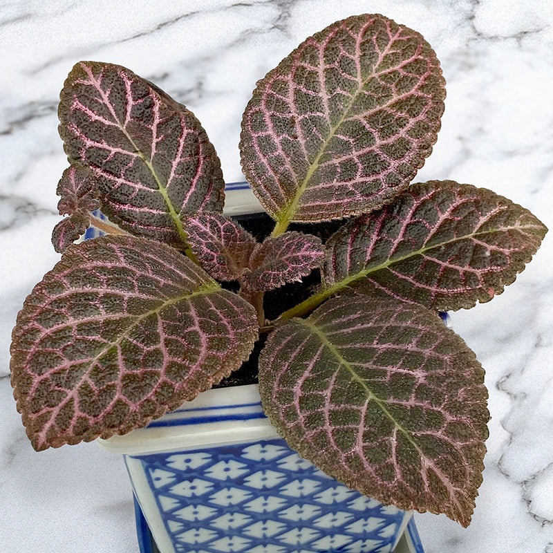 Flame Violet Bronze (Episcia hybrid)