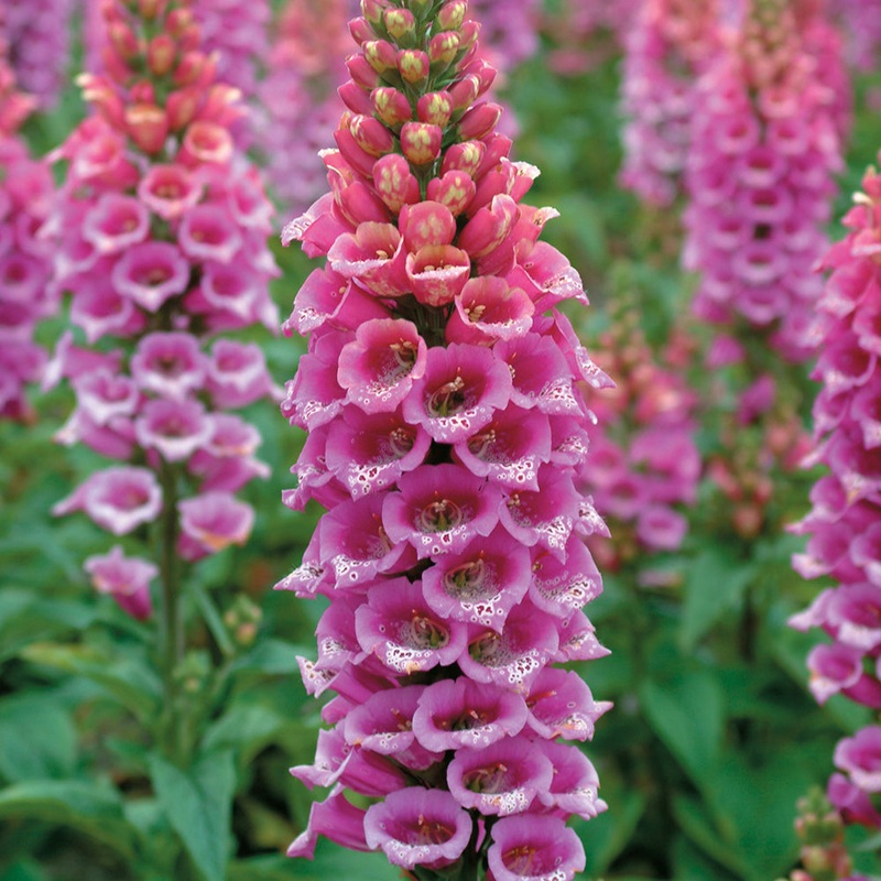 Foxglove Candy Mountain Rose (Digitalis purpurea hybrid)