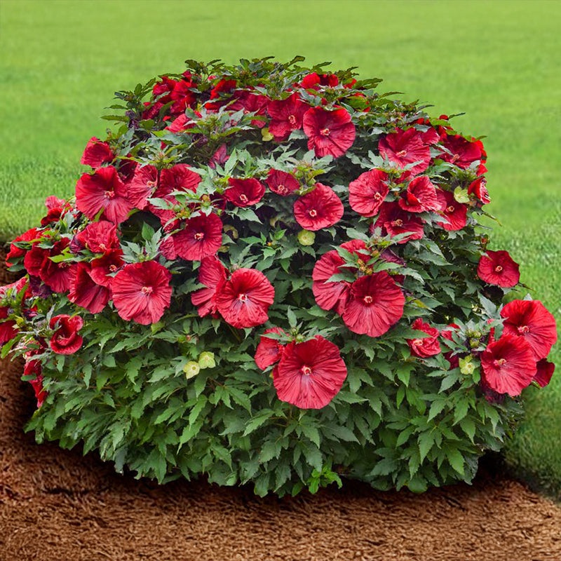 Hardy Hibiscus Blackberry Merlot PP (Hibiscus moscheutos hybrid)