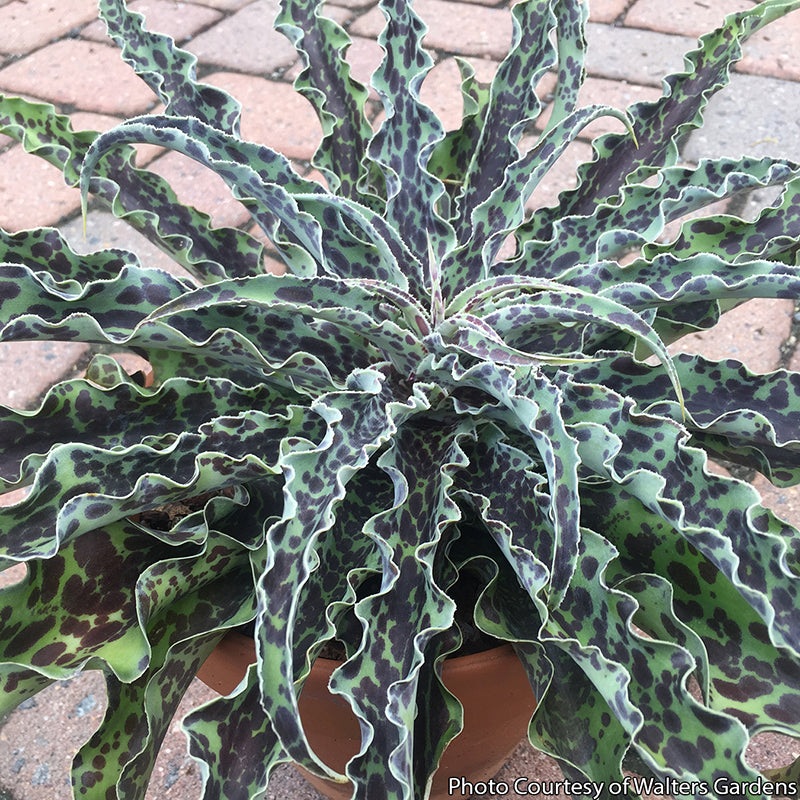 Manfreda Mint Chocolate Chip PP (Manfreda undulata hybrid)