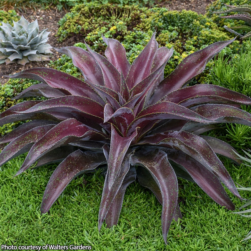 Mangave Mission to Mars PP (Mangave hybrid)