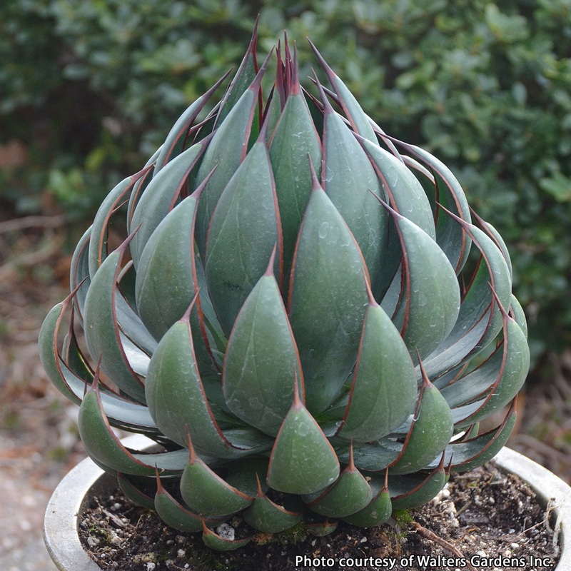 Mangave Praying Hands PP (Manfreda x Agave hybrid)