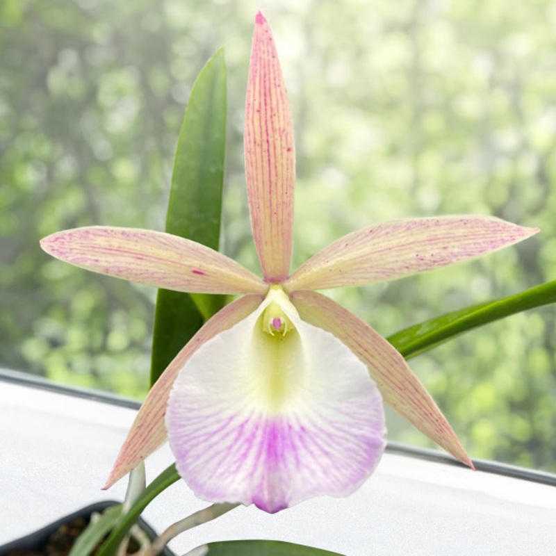 Orchid Brassavola nodosa x Cattleya Summer Spot (Brassocattleya hybrid)