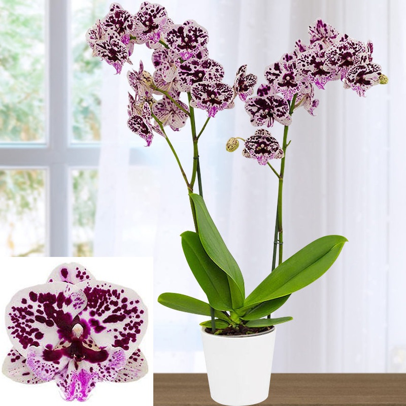 Phalaenopsis Orchid Speechless Elegance (Phalaenopsis hybrid)