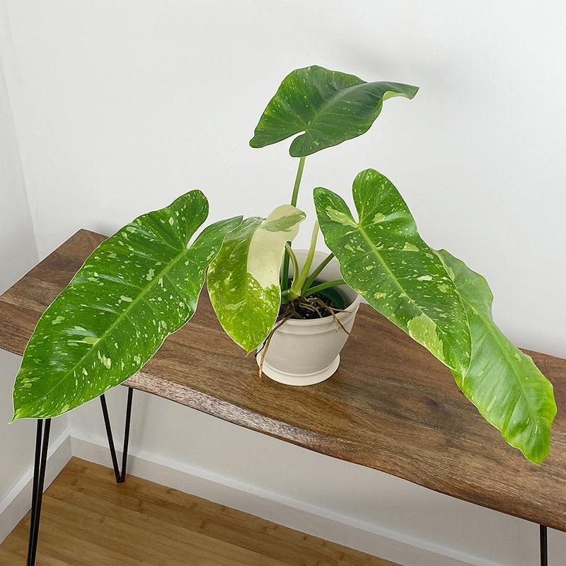 Philodendron ‘Jose Buono’ (Philodendron hybrid)