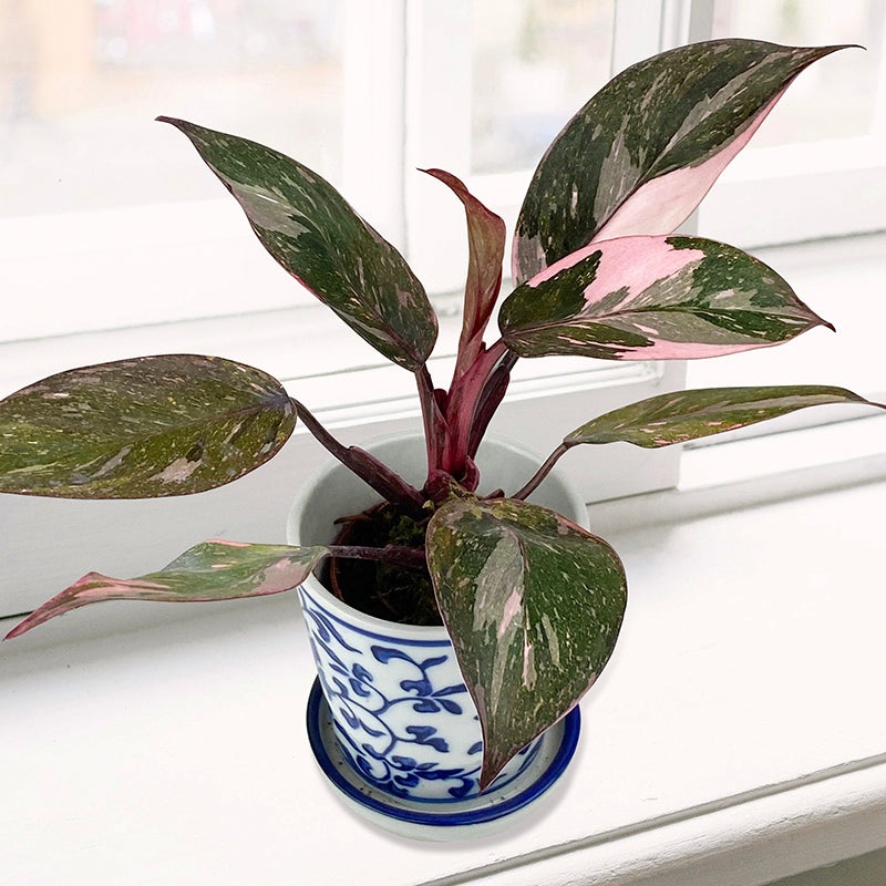 Philodendron Pink Naomi (Philodendron erubescens hybrid)