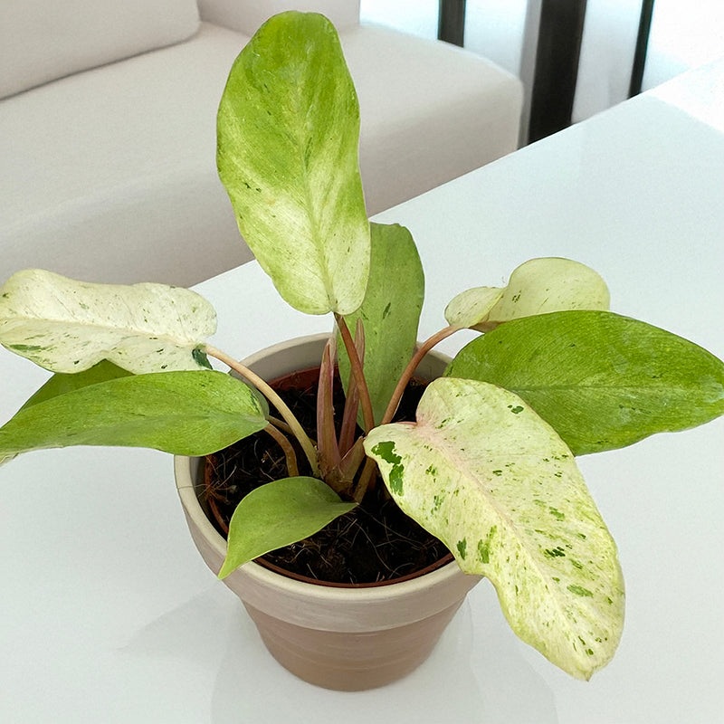 Philodendron Snowdrift (Philodendron hybrid)
